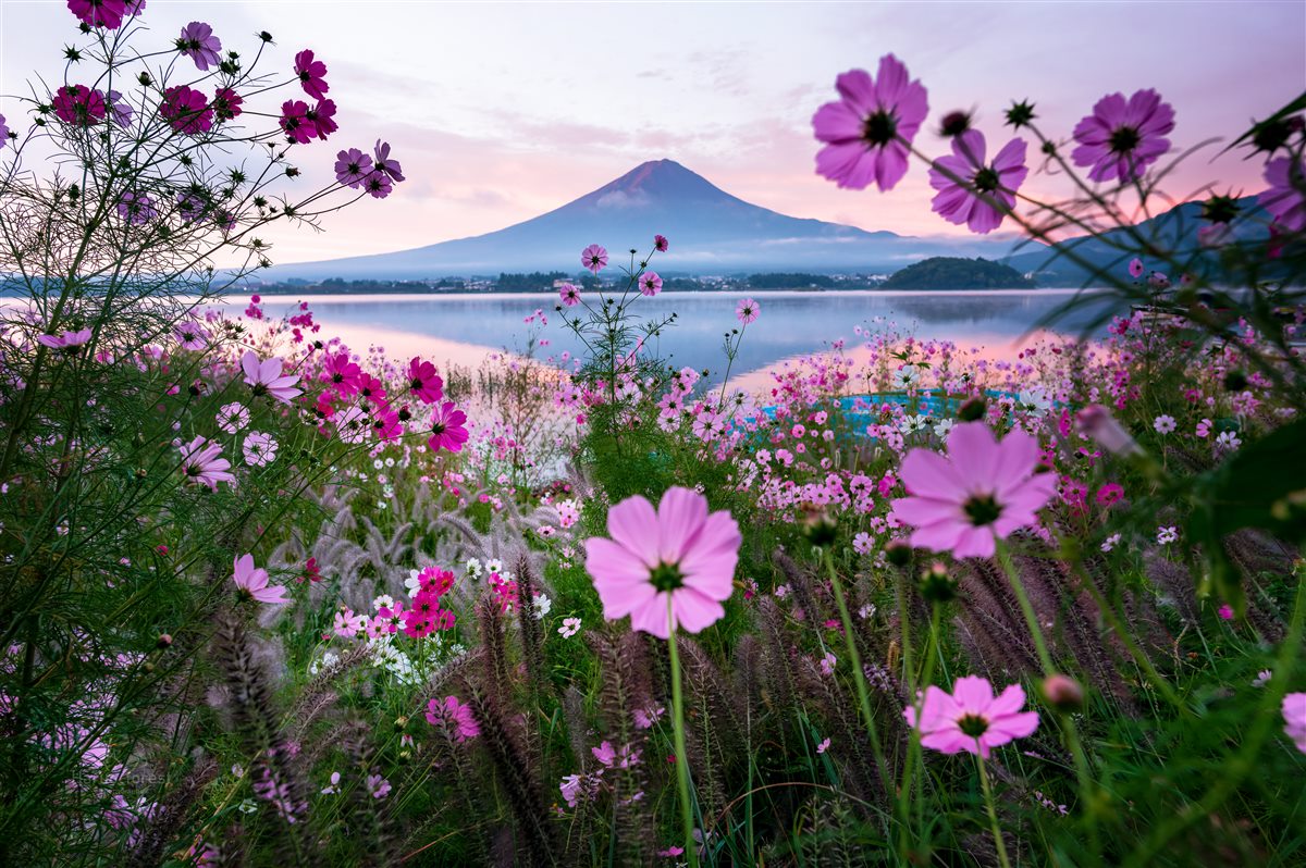 富士山とコスモス畑の風景写真