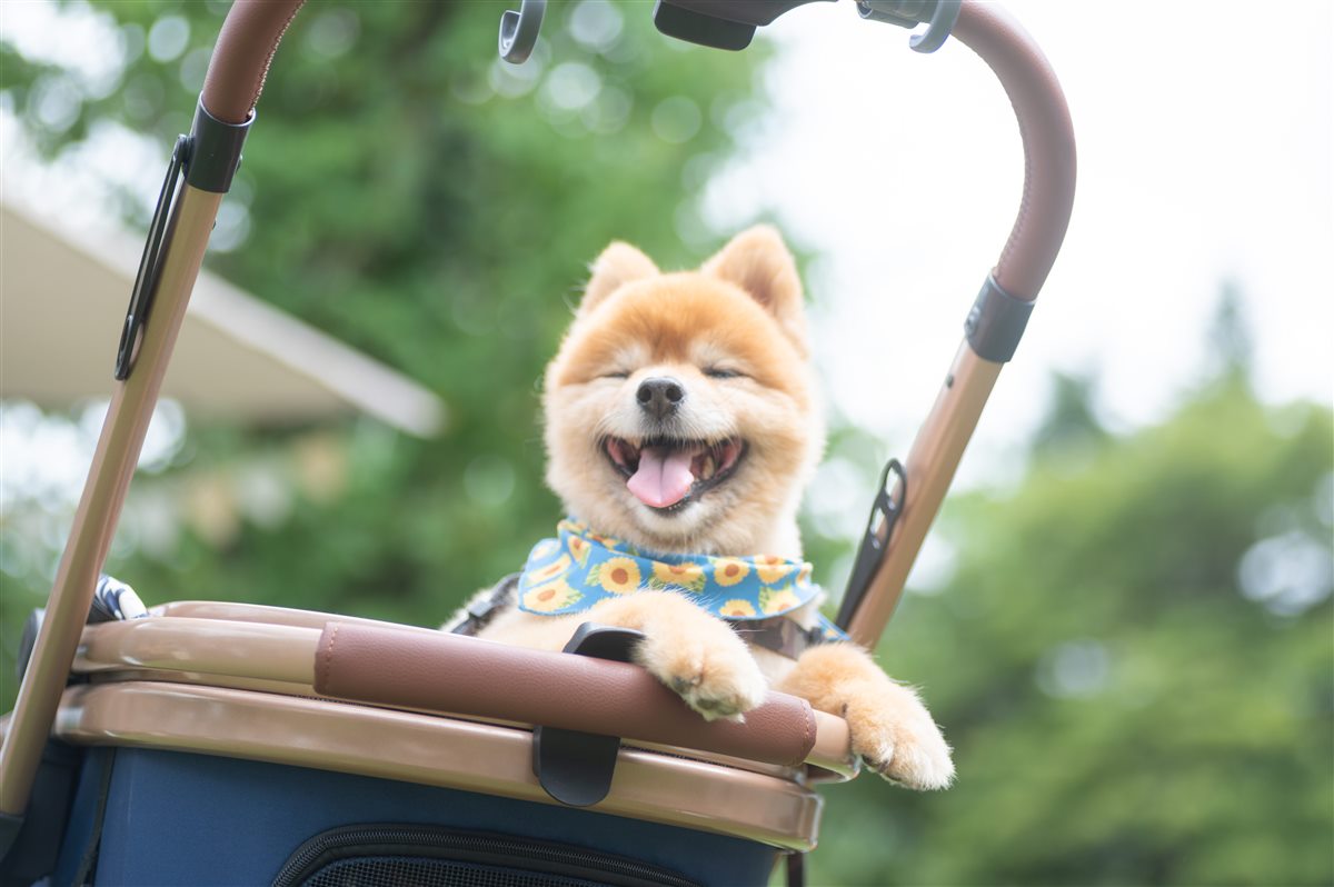 ペット撮影(カートに乗った笑顔の犬)